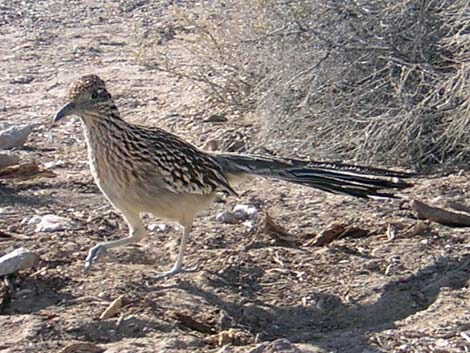 Mesquite Spring Campground