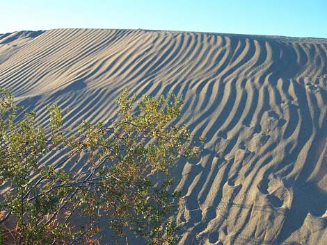 Mesquite Flat Sand Dunes