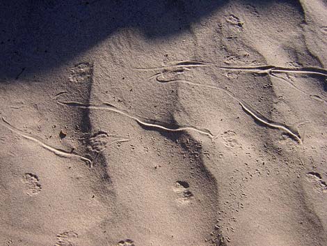 Mesquite Flat Sand Dunes