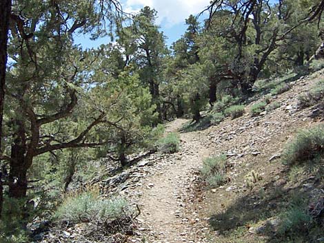 telescope peak