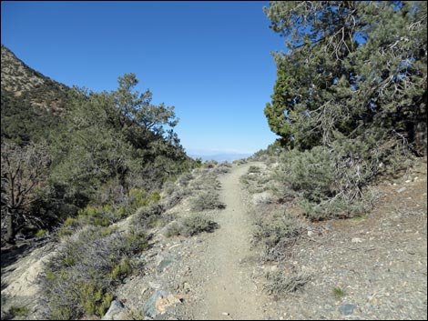 Wildrose Peak