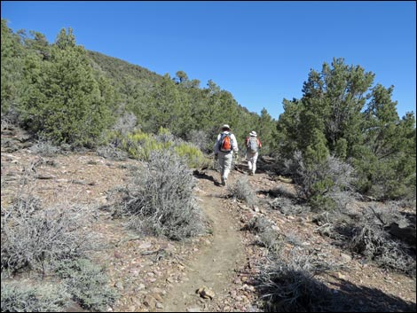 Wildrose Peak