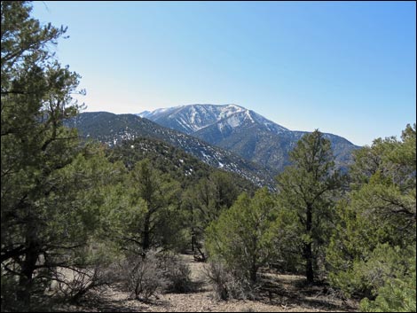 Wildrose Peak