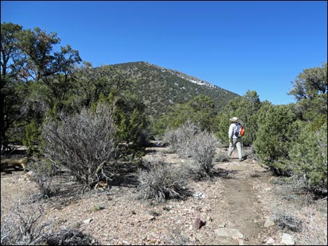 Wildrose Peak