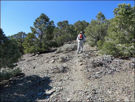 Wildrose Peak