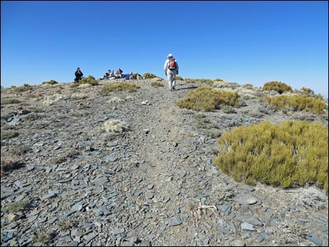 Wildrose Peak