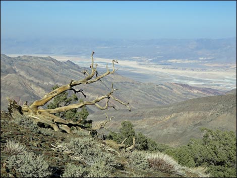 Wildrose Peak