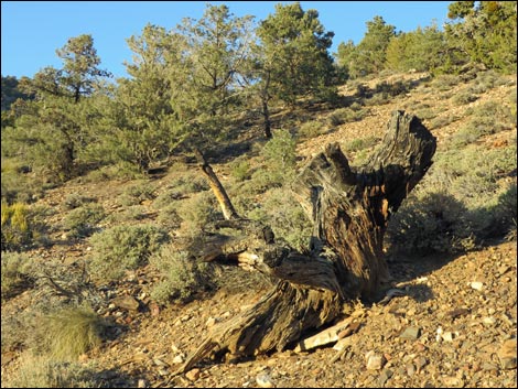 Wildrose Peak