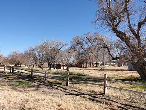 Coyote Trail