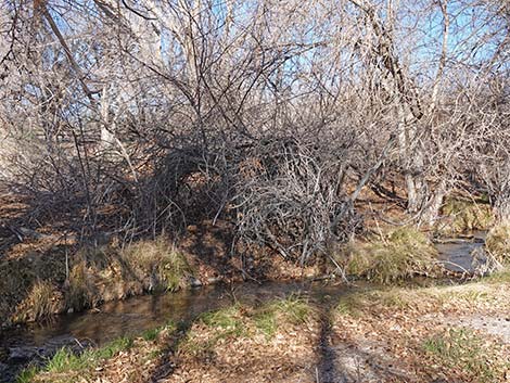 Coyote Trail