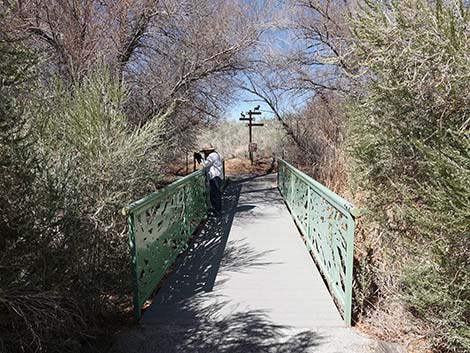 Jackrabbit Loop Trail