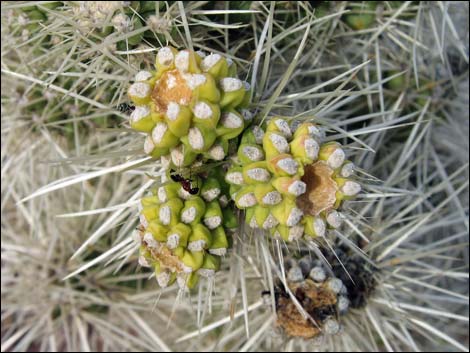 Blue Diamond Cholla