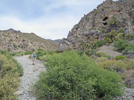 Hidden Forest Trail