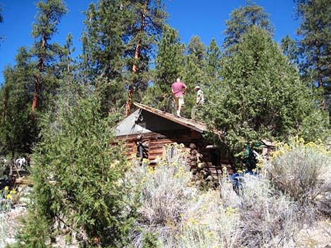 Hidden Forest Cabin