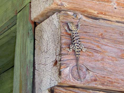 Railroad Tie Cabin