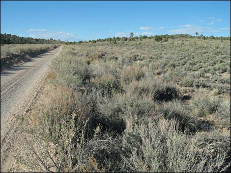 Sagebrush flats in the Mormon Pass area