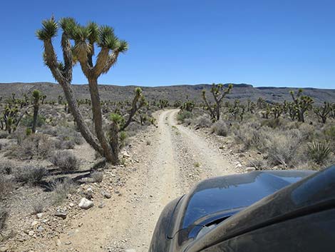 Pine Nut Road