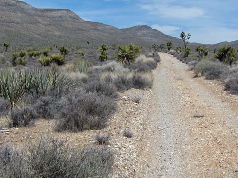 Quail Spring Road