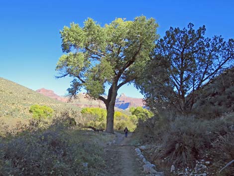 Bright Angel Trail