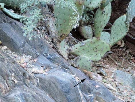 Bright Angel Trail