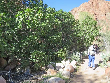 Bright Angel Trail