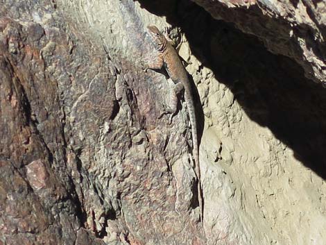 Phantom Ranch Ruins