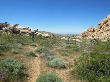 Amber Cat Canyon