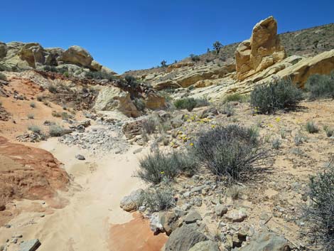 Amber Cat Canyon