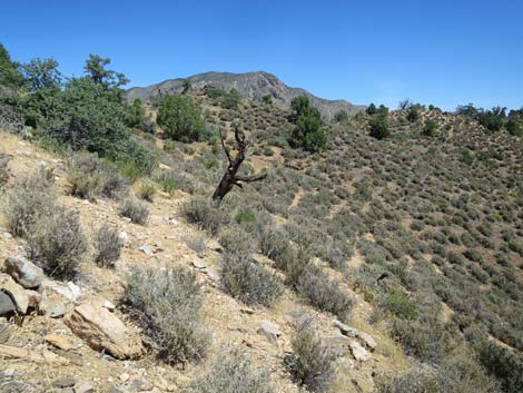 Billy Goat Peak