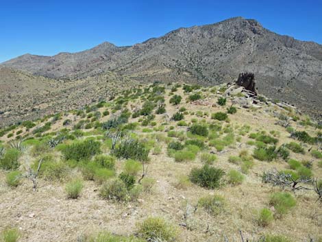 Billy Goat Peak