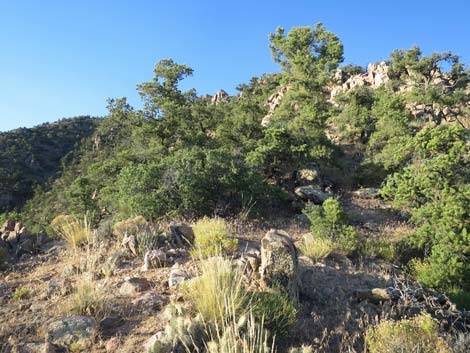 Billy Goat Peak