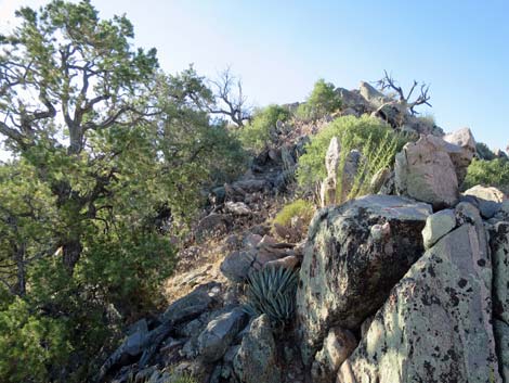 Billy Goat Peak