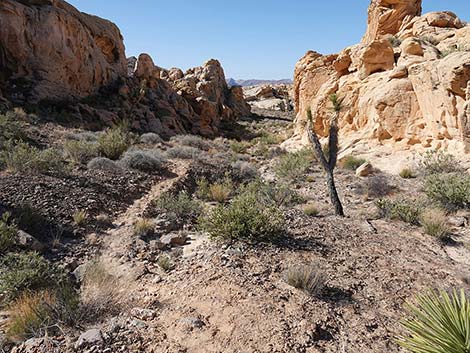 Doodlebug Canyon