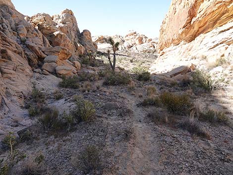 Doodlebug Canyon