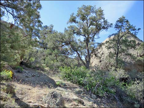 Jumbo Springs Wilderness Area