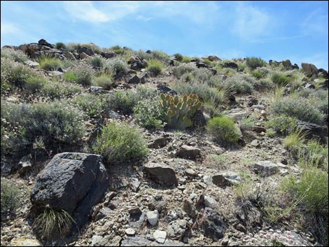 Jumbo Springs Wilderness