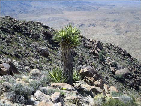 Jumbo Springs Wilderness