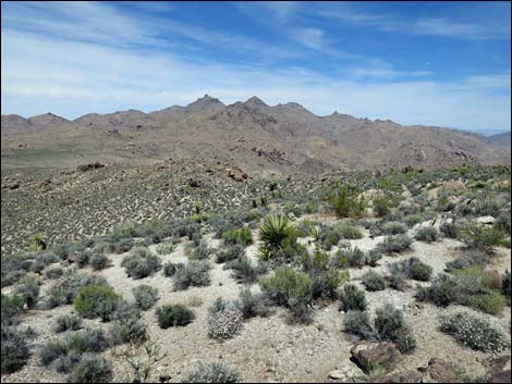 Jumbo Springs Wilderness