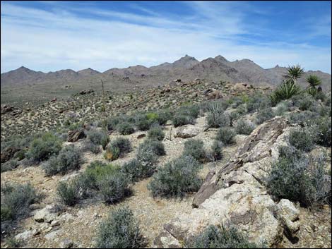 Jumbo Springs Wilderness