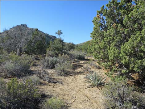 Jumbo Ridge Loop