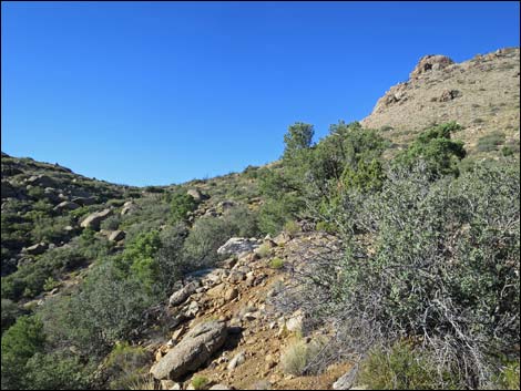 Jumbo Ridge Loop