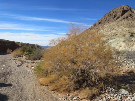 Two Forks Loop