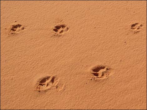 Mud Wash Dunes