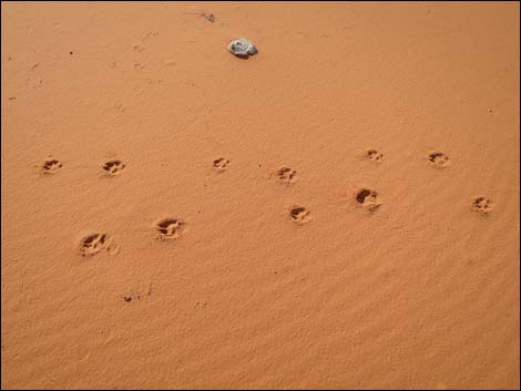 Mud Wash Dunes