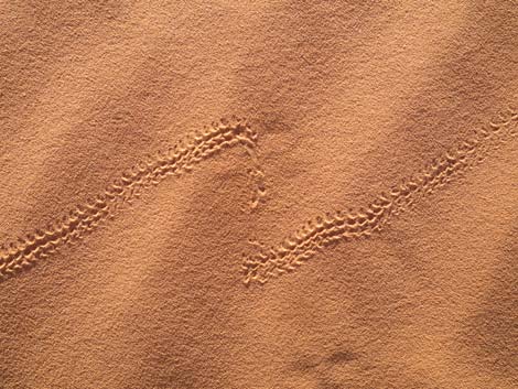 Mud Wash Dunes