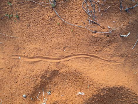 Mud Wash Dunes