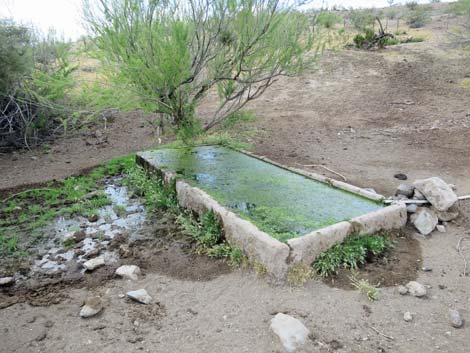 Agua Chiquita Spring