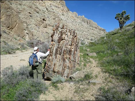 Paleozoic Fossil