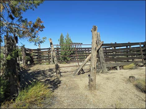 Grapevine Spring Corral