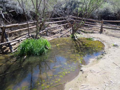 Horse Spring